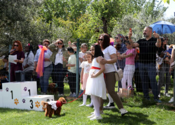 Gaziantep’te köpekler jüri karşısına çıktı