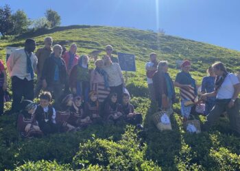 Rize’de çay hasadı şenlikle karşılandı