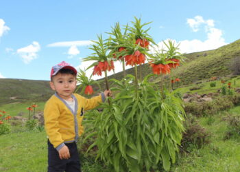 Karlıova’da ters laleler çiçek açtı; ziyaretçiler bölgeye akın etti