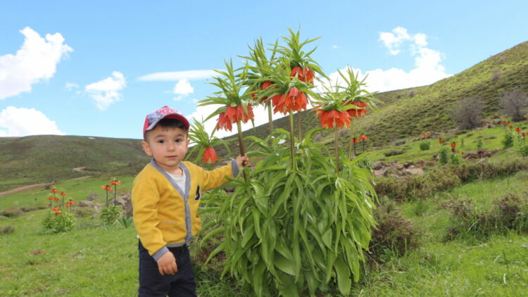 Karlıova’da ters laleler çiçek açtı; ziyaretçiler bölgeye akın etti