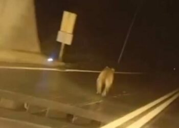 Tünele giren bozayı kamerada