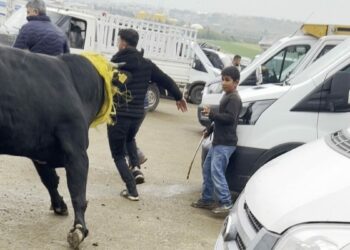 Canlı hayvan borsasında kaçan boğa paniğe neden oldu; o anlar kamerada