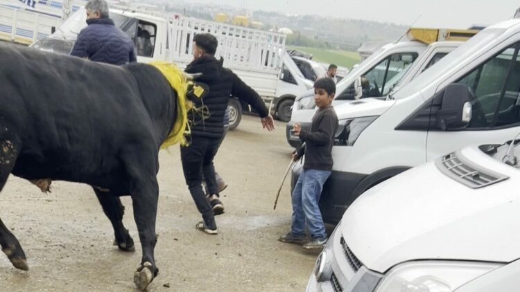 Canlı hayvan borsasında kaçan boğa paniğe neden oldu; o anlar kamerada