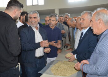 Mardin’de sezonun ilk arpa hasadını yapan çiftçi, gram altınla ödüllendirildi