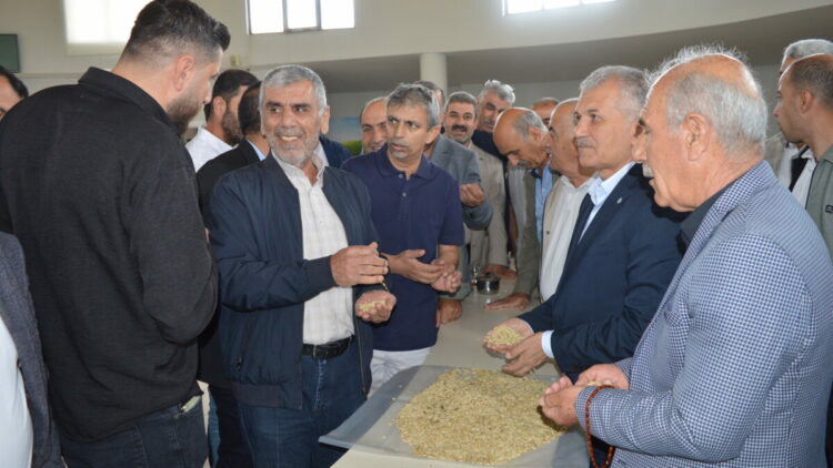 Mardin’de sezonun ilk arpa hasadını yapan çiftçi, gram altınla ödüllendirildi