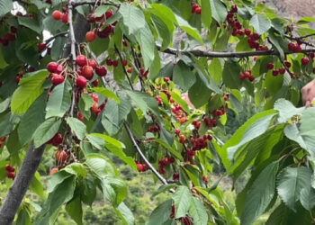 Artvin'de çiftçilerin gecikmeli kiraz mesaisi