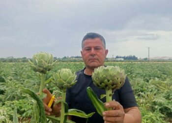 KKTC'de ilk kez yediği enginarı memleketinde üretti