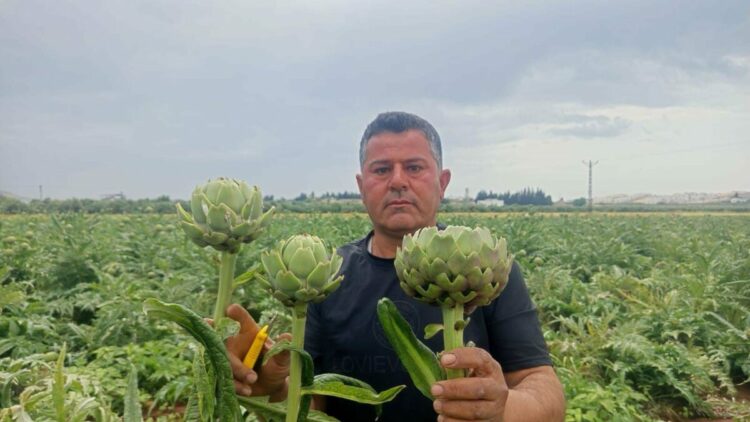 KKTC'de ilk kez yediği enginarı memleketinde üretti