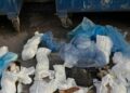 İzmir'de çöp konteynerinin önünde, poşetlerde 33 ölü kedi bulundu