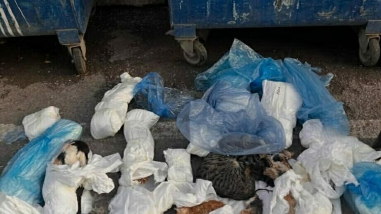 İzmir'de çöp konteynerinin önünde, poşetlerde 33 ölü kedi bulundu