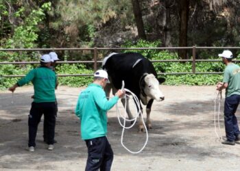 Gaziantep'te 'kurban yakalama timi' göreve hazır