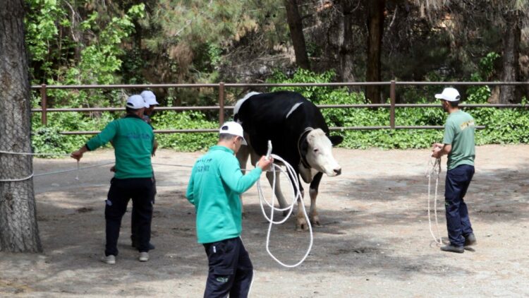 Gaziantep'te 'kurban yakalama timi' göreve hazır