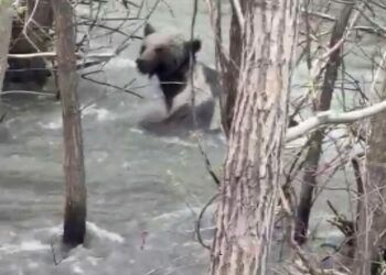 Ayı, derede akıntıya kapılan yavrusunu kurtarırken görüntülendi