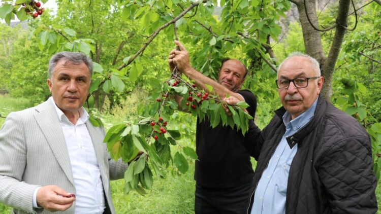 Oltu’da ‘misafir kirazı’ hasadı başladı