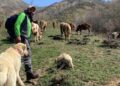 Dronla bozayıları sürüden uzaklaştırdı