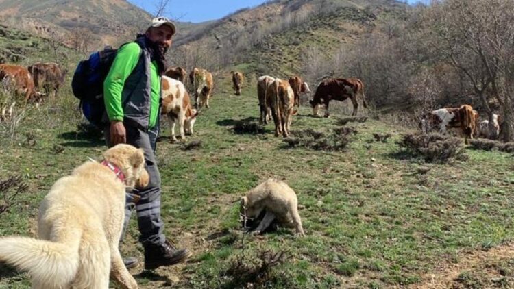 Dronla bozayıları sürüden uzaklaştırdı