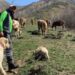 Dronla bozayıları sürüden uzaklaştırdı