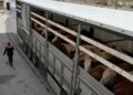 Erzincan'da kurbanlık sevkiyatına sıkı denetim