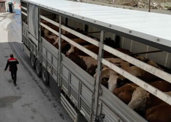 Erzincan'da kurbanlık sevkiyatına sıkı denetim