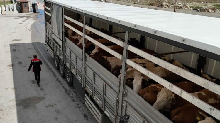 Erzincan'da kurbanlık sevkiyatına sıkı denetim
