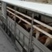 Erzincan'da kurbanlık sevkiyatına sıkı denetim