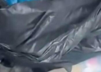 33 kedinin ölü bulunmasına ilişkin veteriner hekimin serbest bırakılmasına itiraz