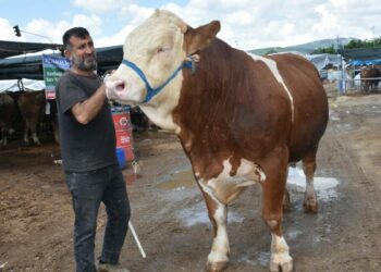 Kurban pazarının en büyüğü 'Haso Ağa', 480 bin TL'den satıldı