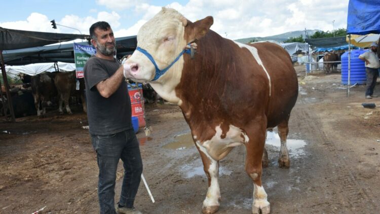 Kurban pazarının en büyüğü 'Haso Ağa', 480 bin TL'den satıldı