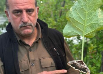 Yağmur ormanlarında yaşayan baykuş kelebeği görüntülendi