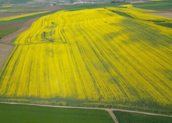 Tekirdağ'da buğday, arpa ve kanolada yüzde 30 verim artışı bekleniyor
