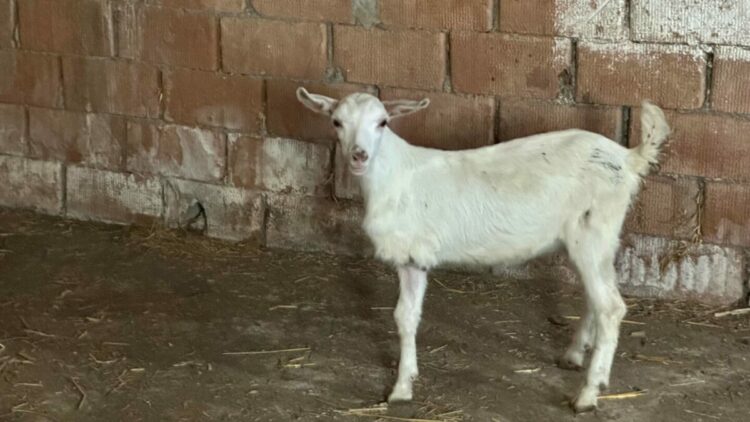 Çanakkale’de 3 bacaklı doğan oğlak, yaşama tutundu