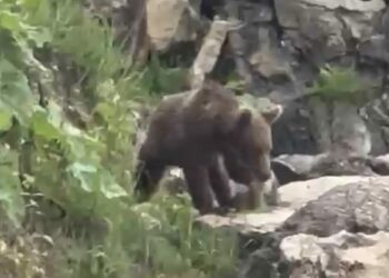 Yavru bozayı sahile indi