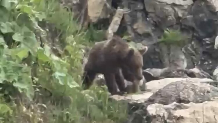 Yavru bozayı sahile indi