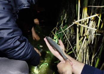 Van'da kaçak avlanan 100 kilo inci kefali, yeniden suya bırakıldı