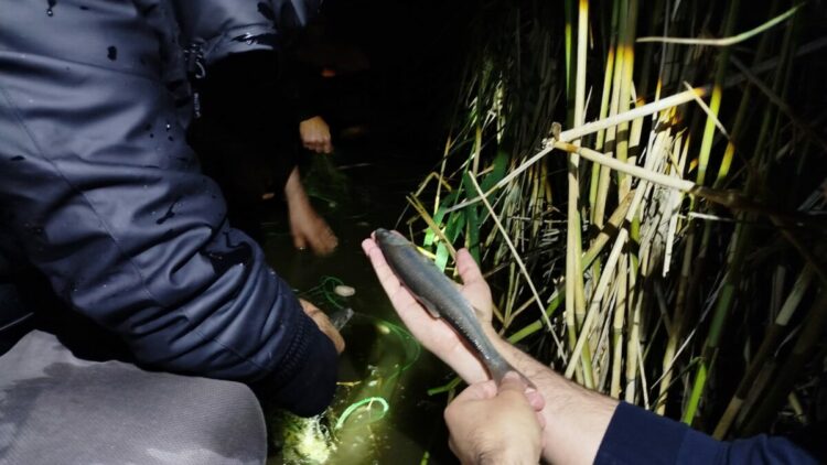 Van'da kaçak avlanan 100 kilo inci kefali, yeniden suya bırakıldı