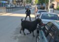 Sahibinin elinden kaçan kurbanlık keçi, uzun uğraşlar sonucu yakalandı