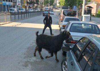 Sahibinin elinden kaçan kurbanlık keçi, uzun uğraşlar sonucu yakalandı