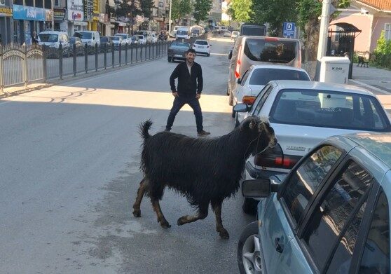 Sahibinin elinden kaçan kurbanlık keçi, uzun uğraşlar sonucu yakalandı