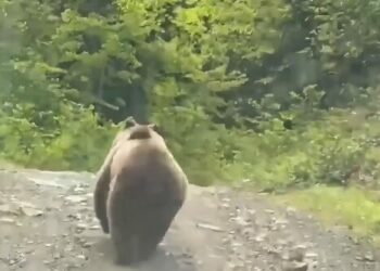 Köy yolundaki aracın önünden koşan bozayı kamerada