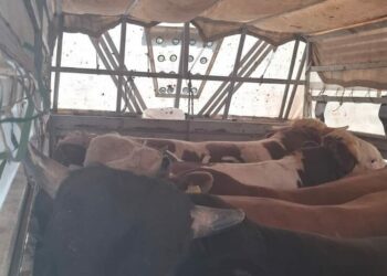 İstanbul'da kaçak kurbanlık denetimi; 626 bin lira para cezası uygulandı