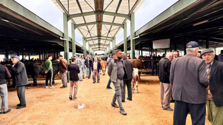 Kütahya'da kurban bayramı öncesi hayvan pazarında hareketlilik