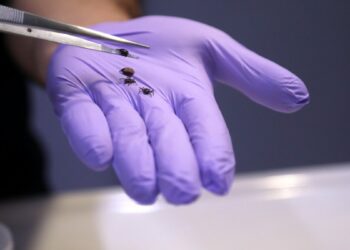 Yağışlarla bitki örtüsü arttı, kene popülasyonu riski yükseldi