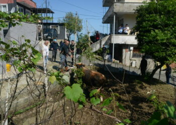 Rize’de kaçan kurbanlık boğa sahiplerine zor anlar yaşattı