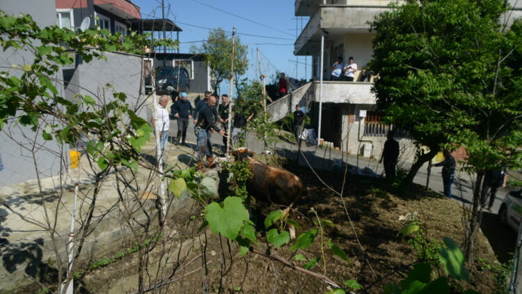 Rize’de kaçan kurbanlık boğa sahiplerine zor anlar yaşattı