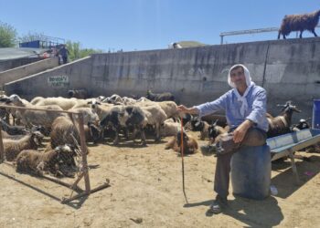 Diyarbakır’da Canlı Hayvan Borsası’nda bayram yoğunluğu