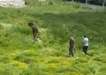 Kesimden kaçan kurbanlık boğa zor anlar yaşattı