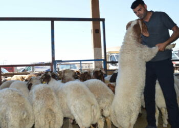 Mardin Kızıltepe’de hayvan pazarında bayram yoğunluğu