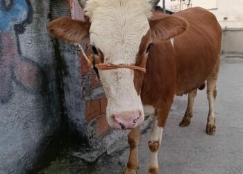 Kurbanlık boğa 6 katlı binanın terasında kesildi