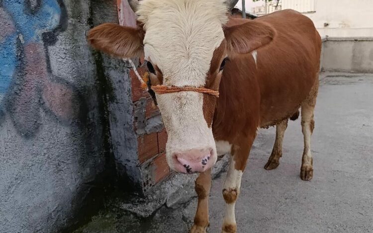 Kurbanlık boğa 6 katlı binanın terasında kesildi