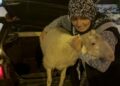 Kaçan kuzuya benzetilen ‘Çorap’, kurbanlık olmaktan son anda kurtuldu